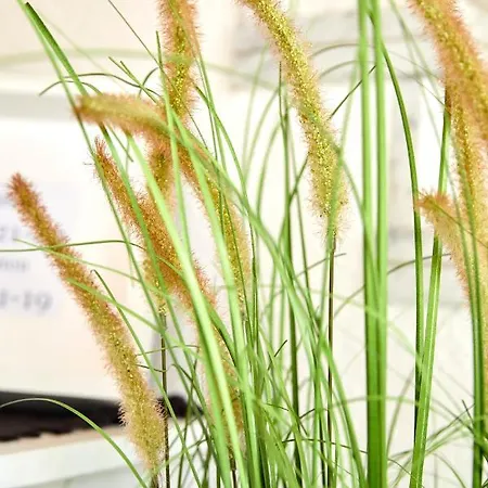 Friedrichsfehn מלון